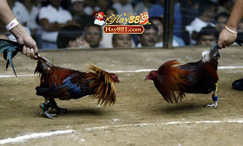 Đá gà trực tiếp